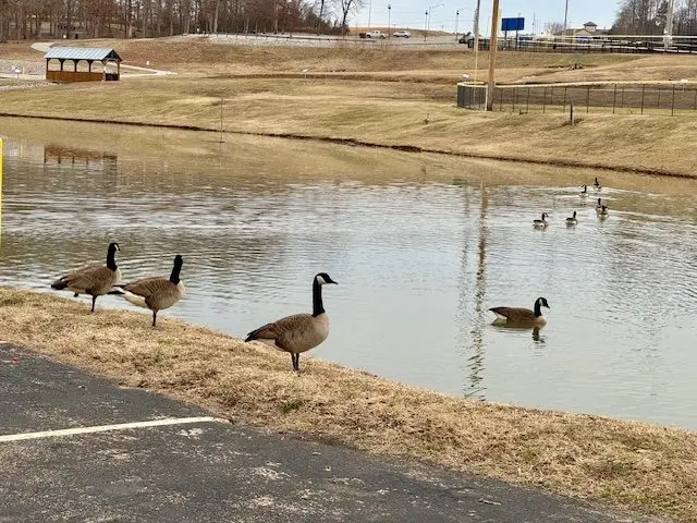 geese-at-beville