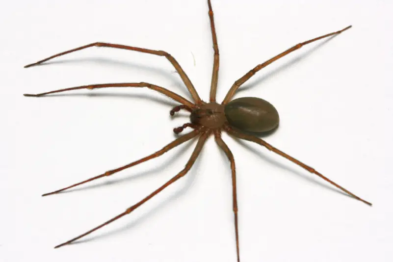 brown-recluse