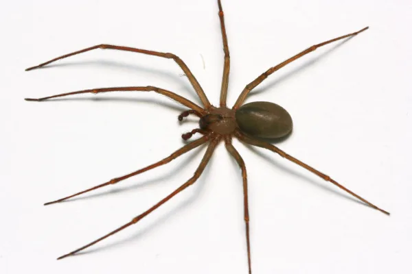 brown-recluse