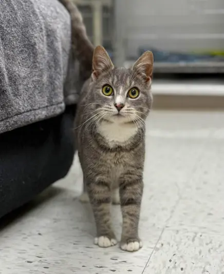 cat-from-animal-shelter