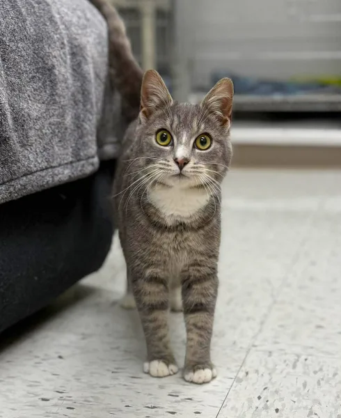 cat-from-animal-shelter