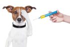 dog-with-needle