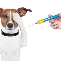 dog-with-needle