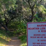 Mountain Lion Warning Sign Along a Tree Covered Hiking Trail in O'Neill Regional Park^ CA