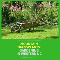 mountain-transplants-gardening-in-wnc-2
