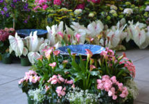 garden-jubilee-floral-display-980x559