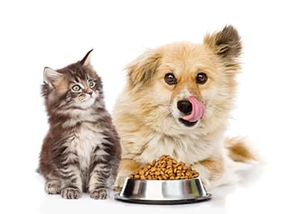 dogcatfood-13728d0c