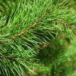 green-christmas-tree-background-close-up-copy-space