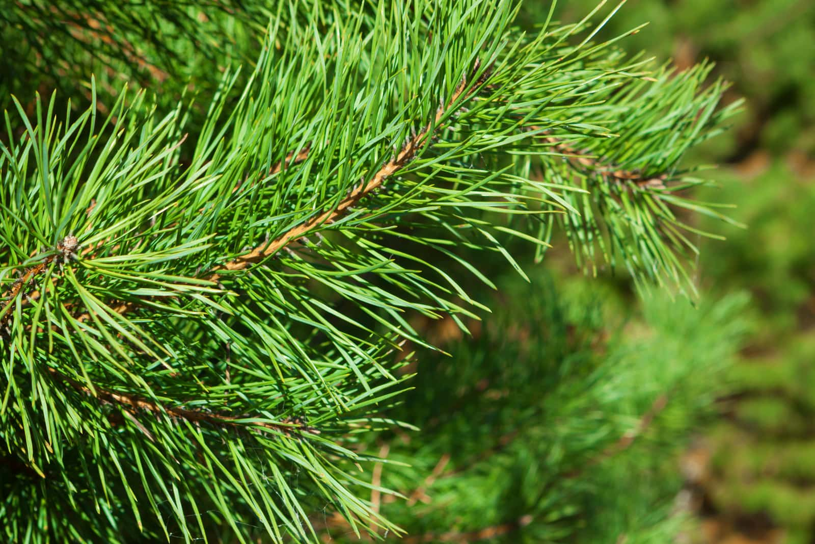 green-christmas-tree-background-close-up-copy-space