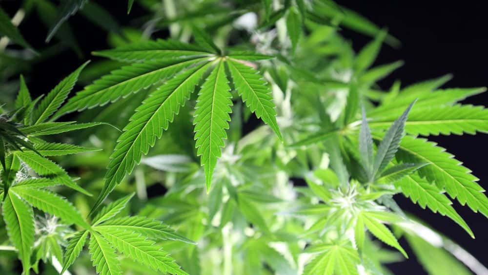 marijuana-plant-beautiful-female-marijuana-plant-photo-female