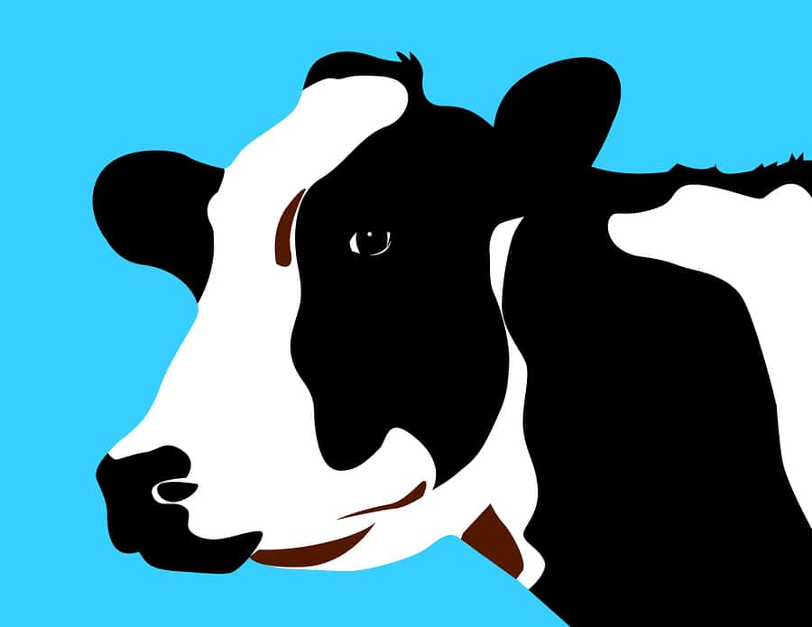 milk-cow