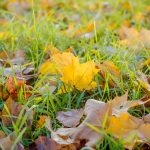 fall-leaves-on-meadow-in-autumn-yellow-maple-leaf-in-an-autumn-f