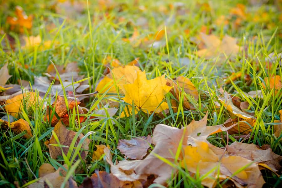 fall-leaves-on-meadow-in-autumn-yellow-maple-leaf-in-an-autumn-f