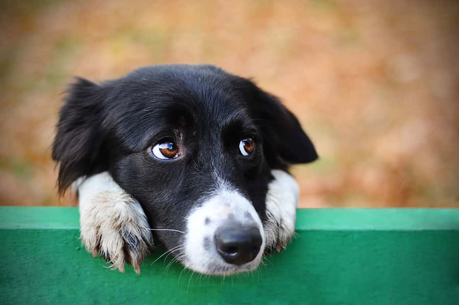 stray-sad-black-white-dog-in-autumn-park-looking-depressed-home