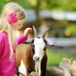 cute-little-girl-petting-and-feeding-a-goat-at-petting-zoo-chil