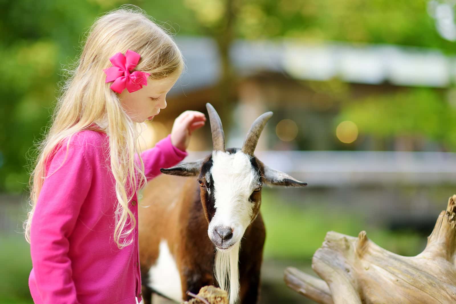 cute-little-girl-petting-and-feeding-a-goat-at-petting-zoo-chil