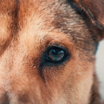 portrait-of-sad-dog-in-shelter-waiting-to-be-rescued-and-adopted