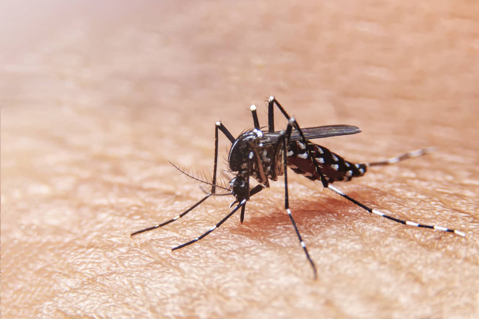 striped-mosquitoes-are-eating-blood-on-human-skin-mosquitoes-ar