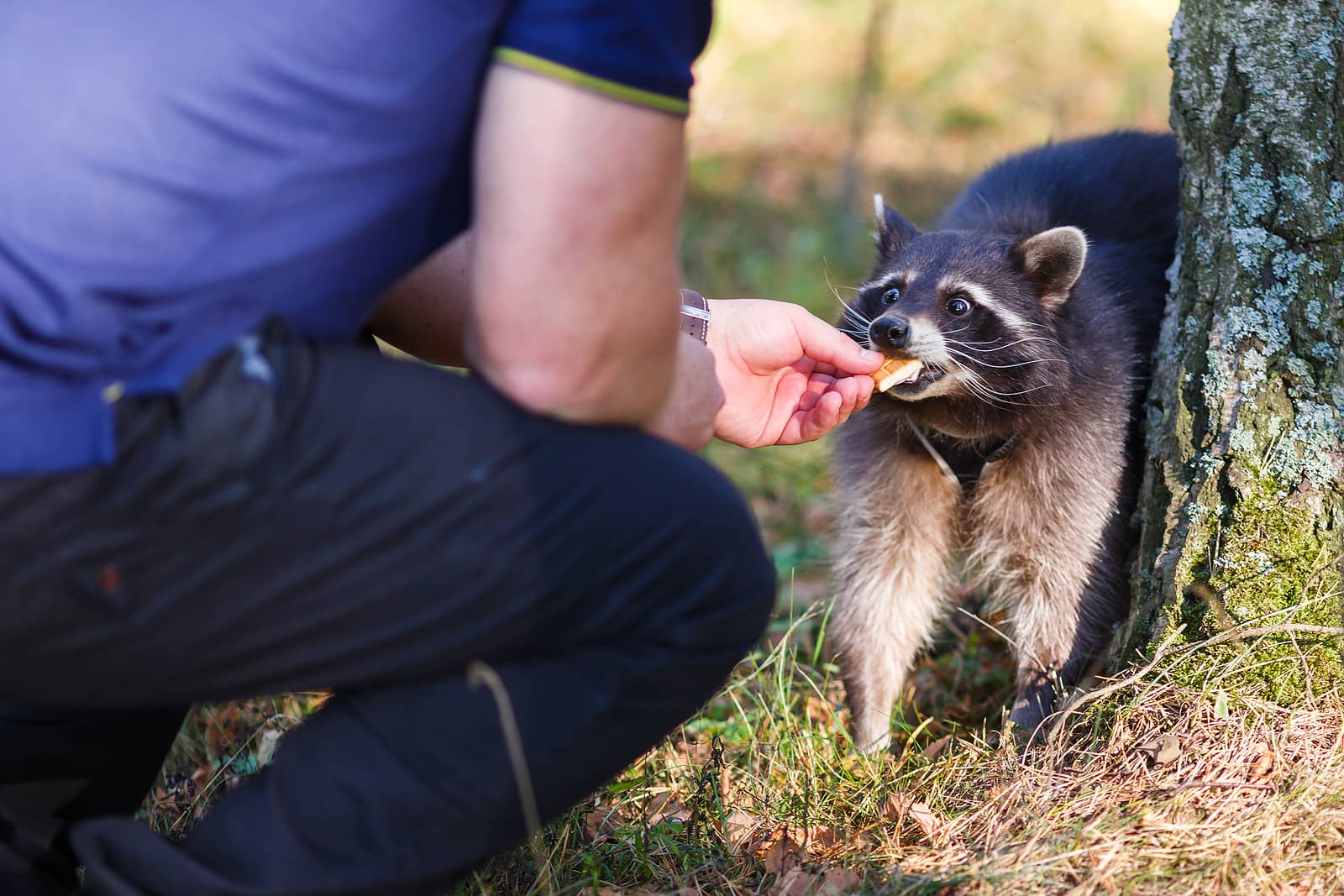 man-with-hand-feeding-a-raccoon