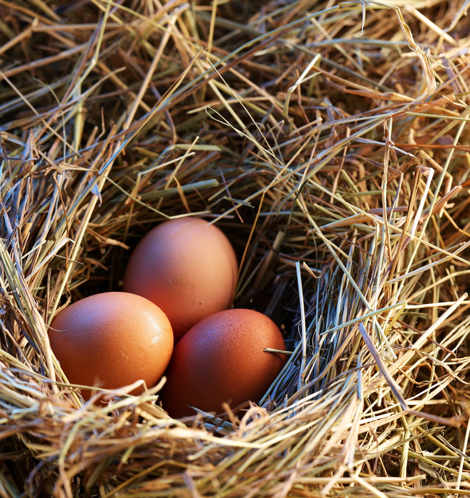 chicken-eggs-in-the-straw-in-the-morning-light