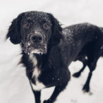 black-dog-walking-outdoors-on-snow-after-blizzard-pet-has-snow