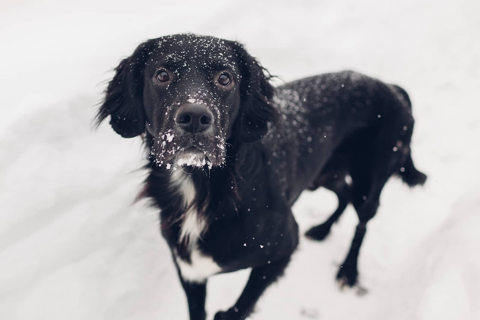 black-dog-walking-outdoors-on-snow-after-blizzard-pet-has-snow