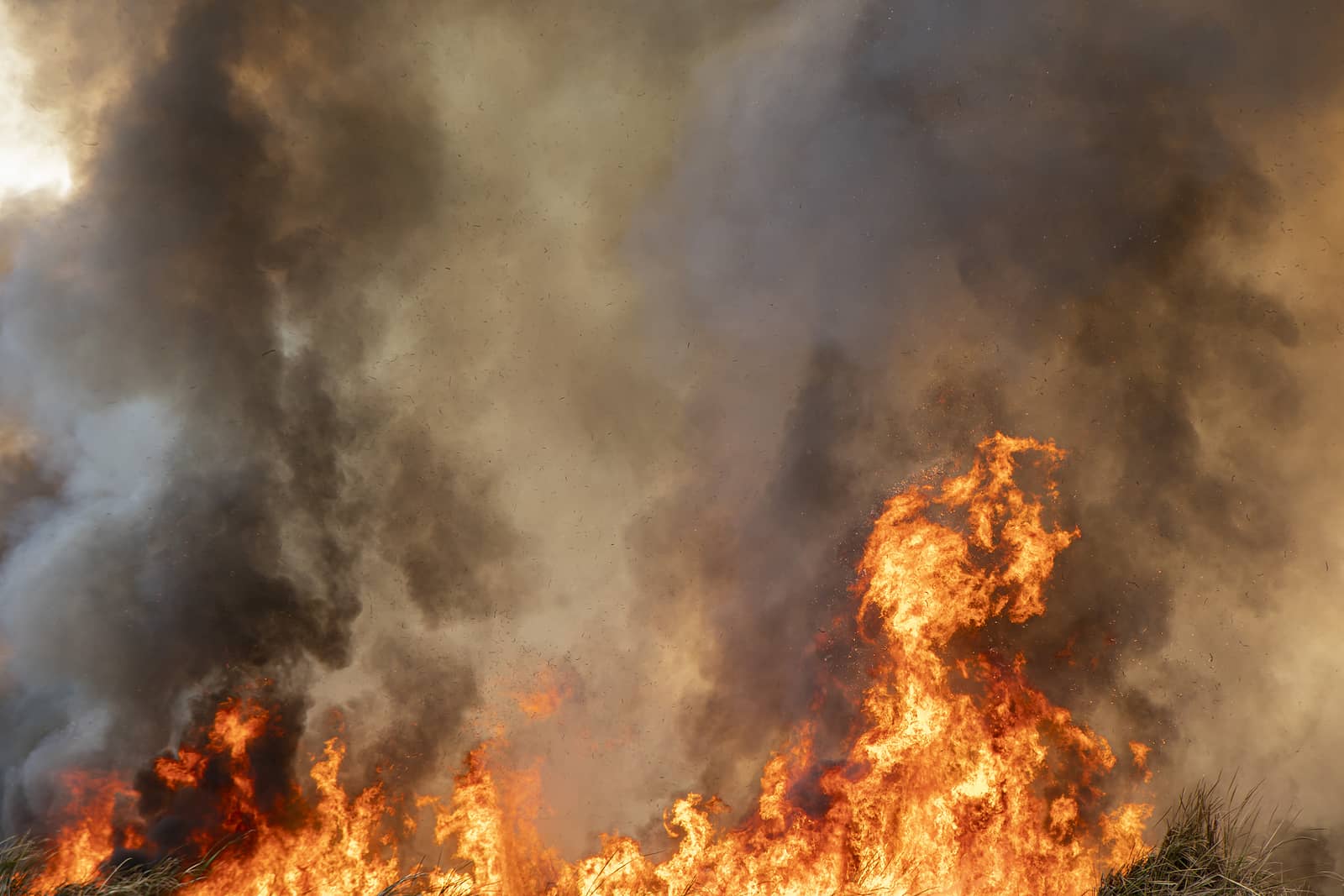 red-raging-flame-of-fire-burn-in-grass-fields-forests-and-black