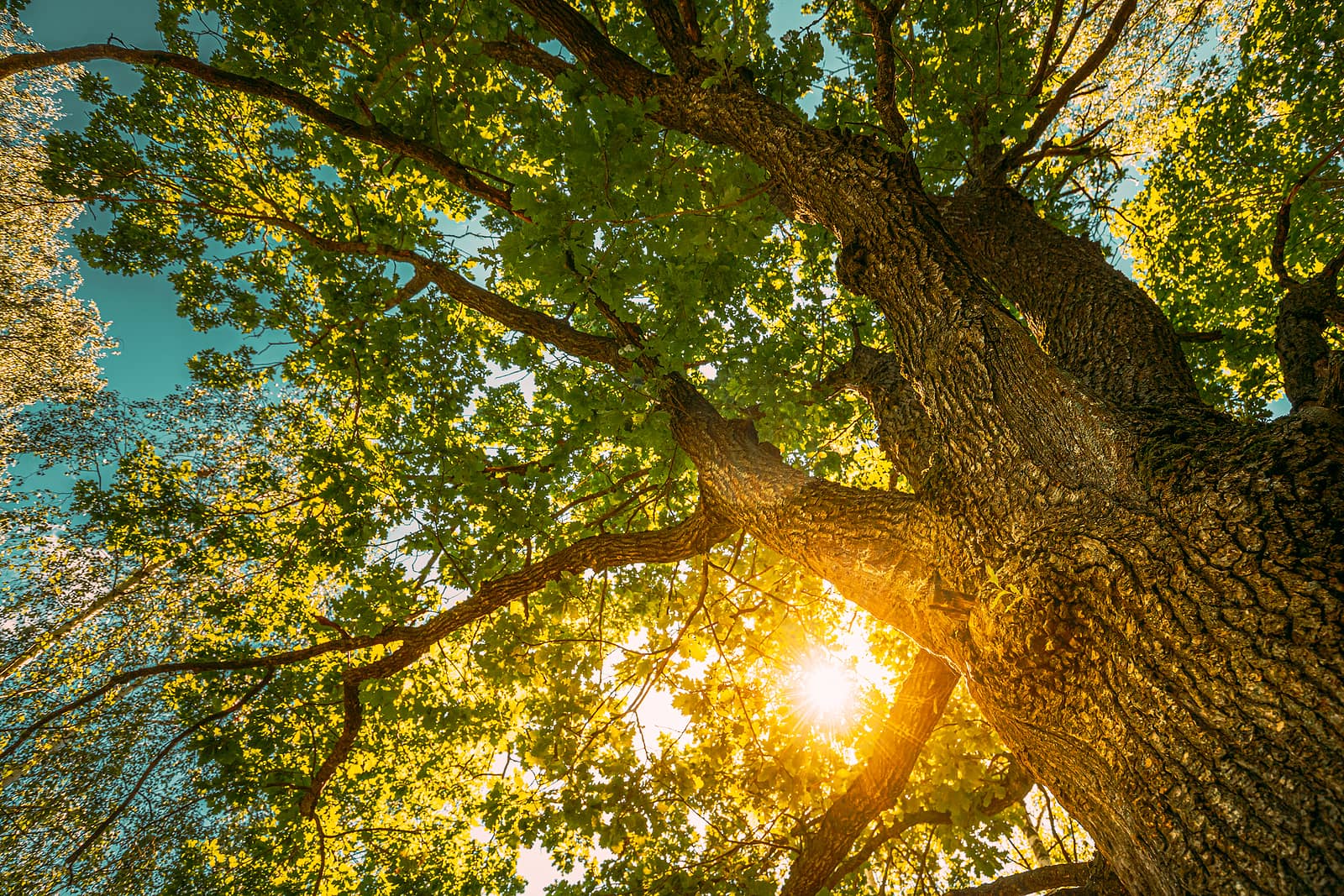 beautiful-sunset-sunrise-sun-shining-through-oak-tree-branches-i