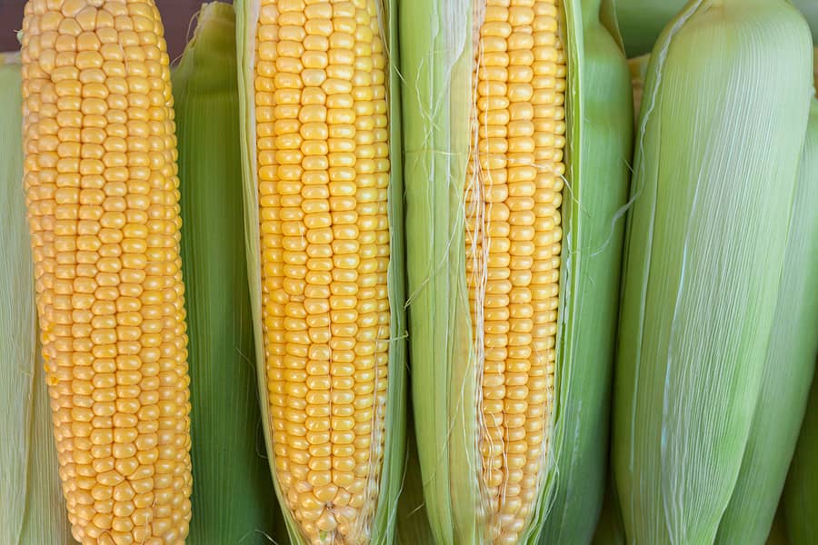 ripe-corn-cobs-in-the-open-air-market-background-from-corn-hig