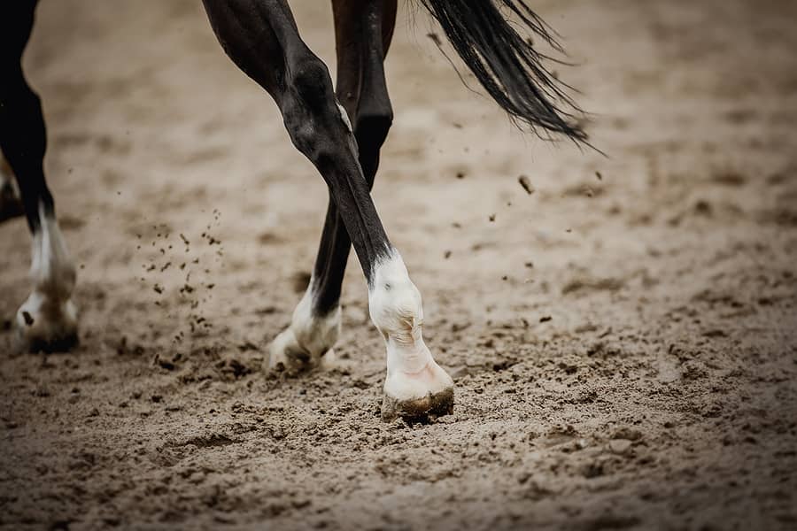 equestrian-sport-dust-under-the-horses-hooves-legs-of-a-gallo