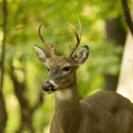 the-young-white-tailed-deer-in-the-forest