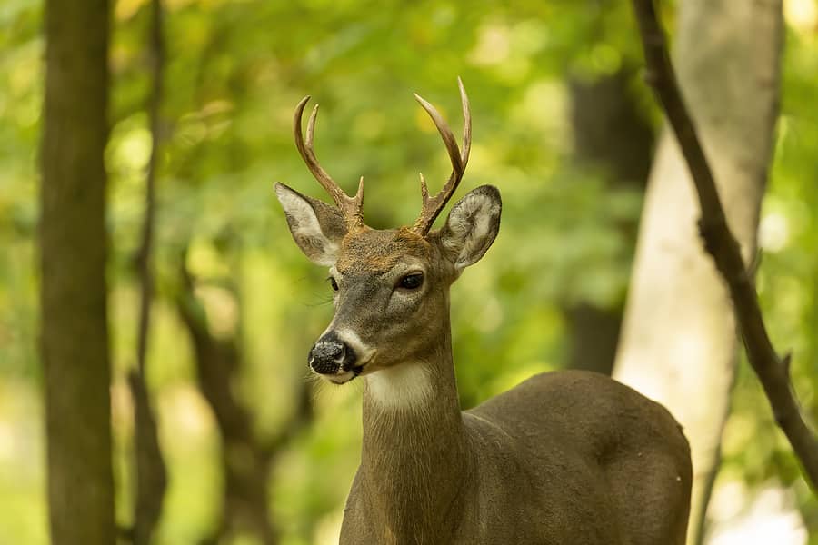 the-young-white-tailed-deer-in-the-forest