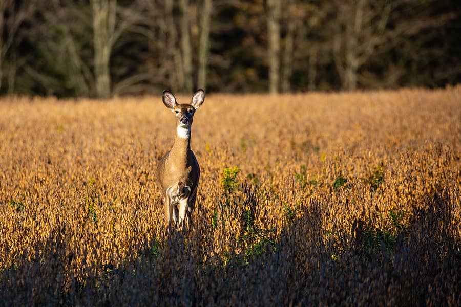 white-tailed-deer-doe-odocoileus-virginianus-standing-in-a-wis