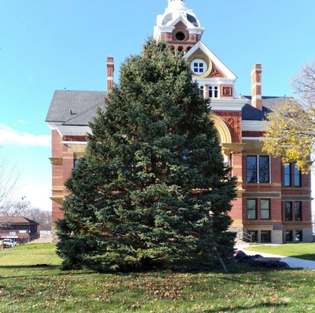 county-tree-11-19-21