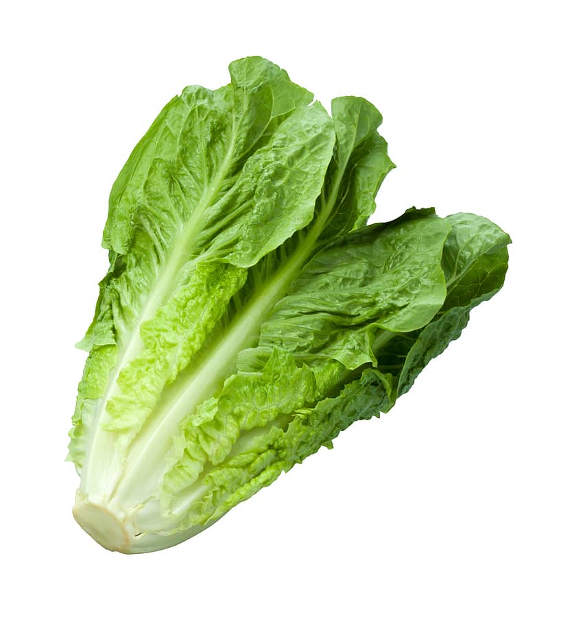 romain-lettuce-isolated-on-white