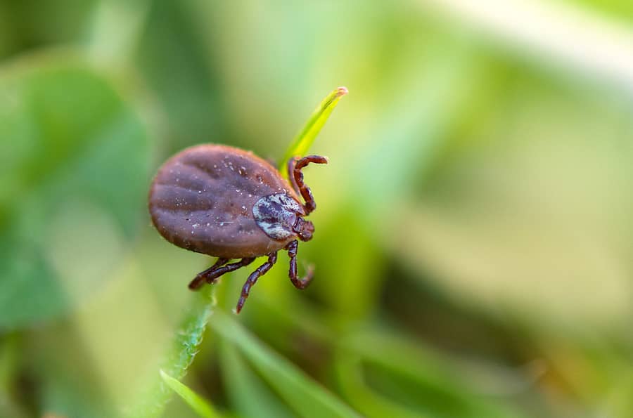 deer-tick-sleeping-on-grass-stalk-ixodes-ricinus-the-dangerous