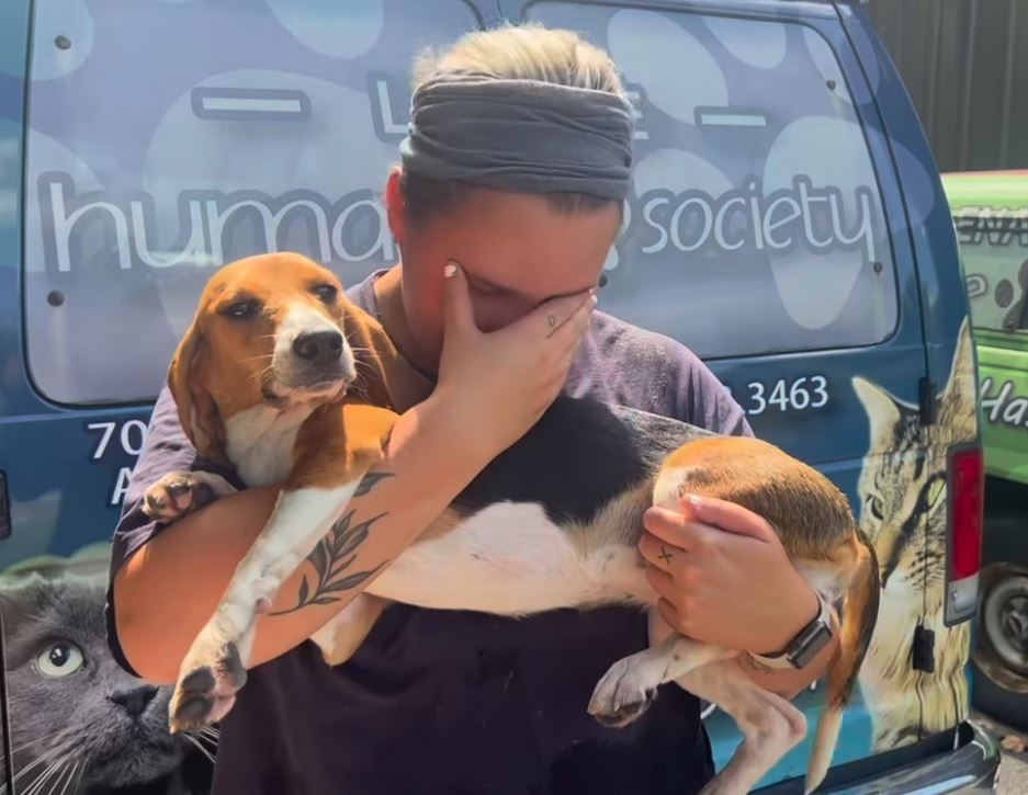 humane-society-beagles