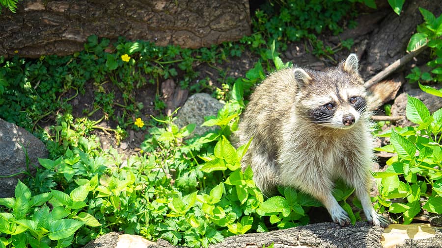 raccoon-or-common-raccoon-in-its-natural-habitat-it-is-the-larg