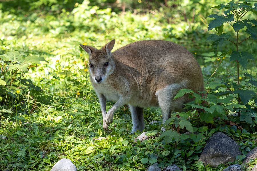 the-agile-wallaby-macropus-agilis-also-known-as-the-sandy-walla