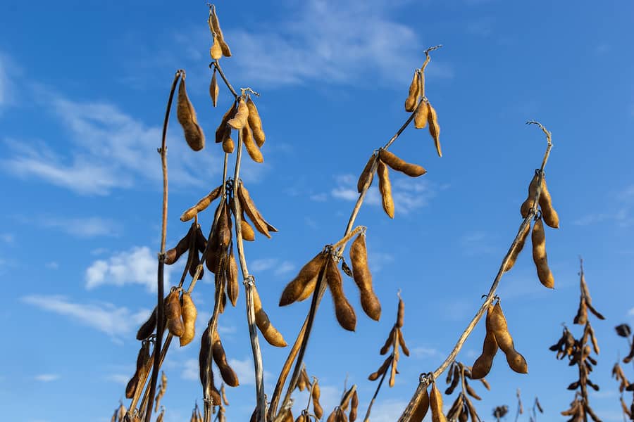 soybeans-pod-macro-harvest-of-soy-beans-agriculture-legumes-p