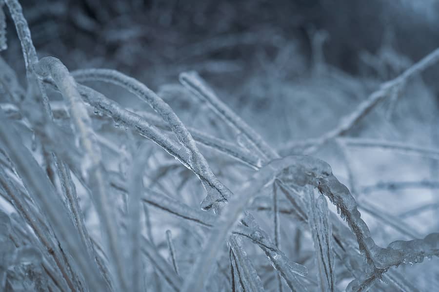 freezing-rain-winter-icicles-on-twig-formed-by-freezing-rain-c