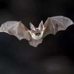 flying-bat-on-dark-background-the-grey-long-eared-bat-plecotus