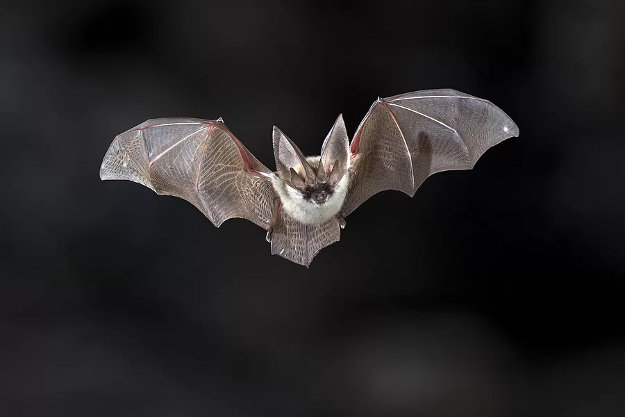 flying-bat-on-dark-background-the-grey-long-eared-bat-plecotus