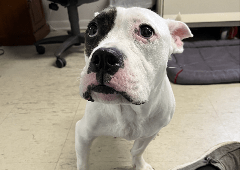 pit-bull-mix