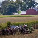 a-view-of-amish-harvesting-there-corn-using-six-horses-and-three