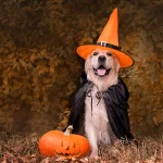 a-dog-dressed-in-a-witch-costume-for-halloween-a-golden-retriev