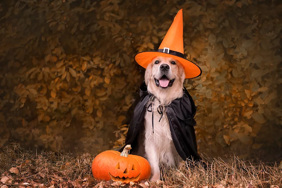 a-dog-dressed-in-a-witch-costume-for-halloween-a-golden-retriev