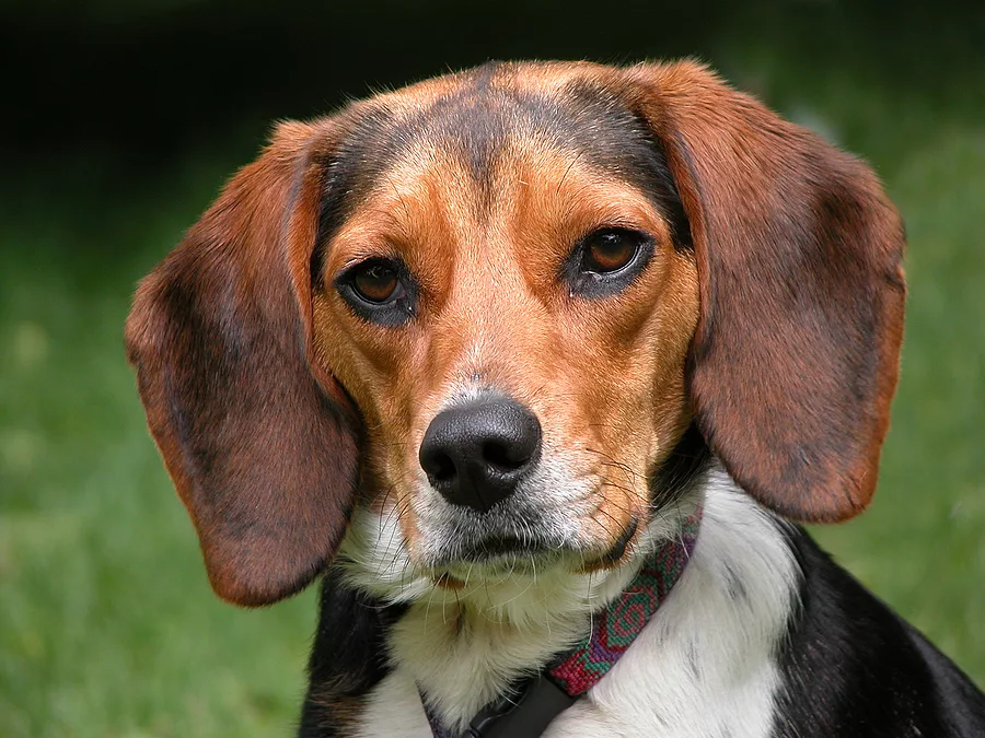 beagle-hound-dog
