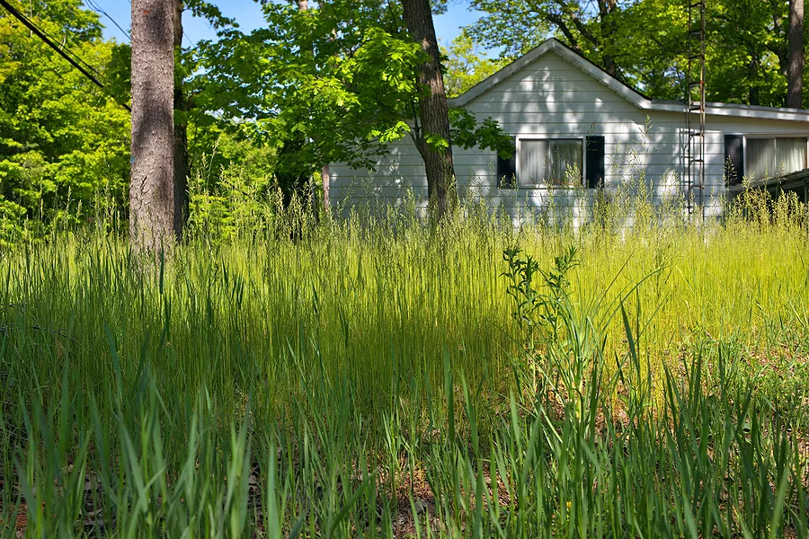 an-extremely-overgrown-grass-lawn-in-front-of-a-home-or-cottage