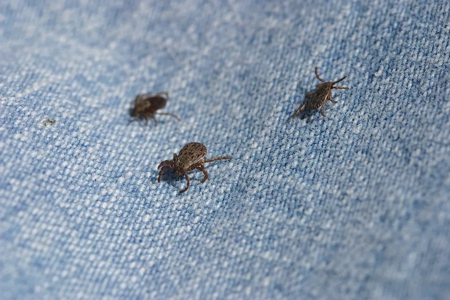 ticks-on-denim